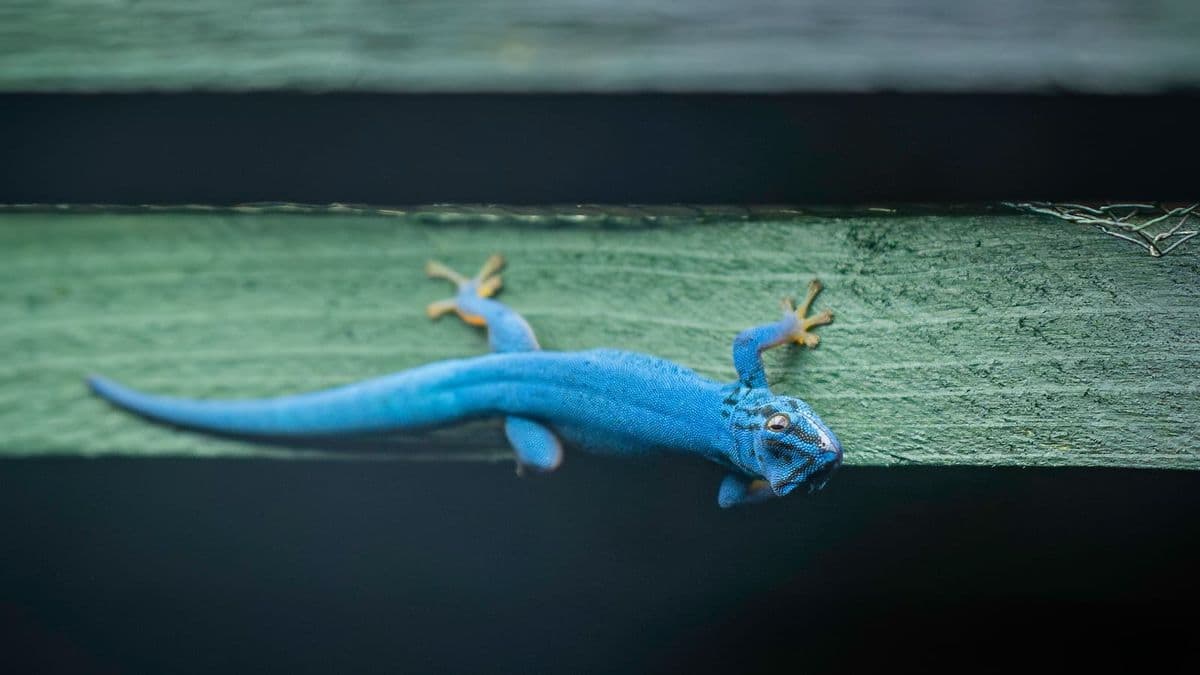 An electric blue gecko resting on a green surface