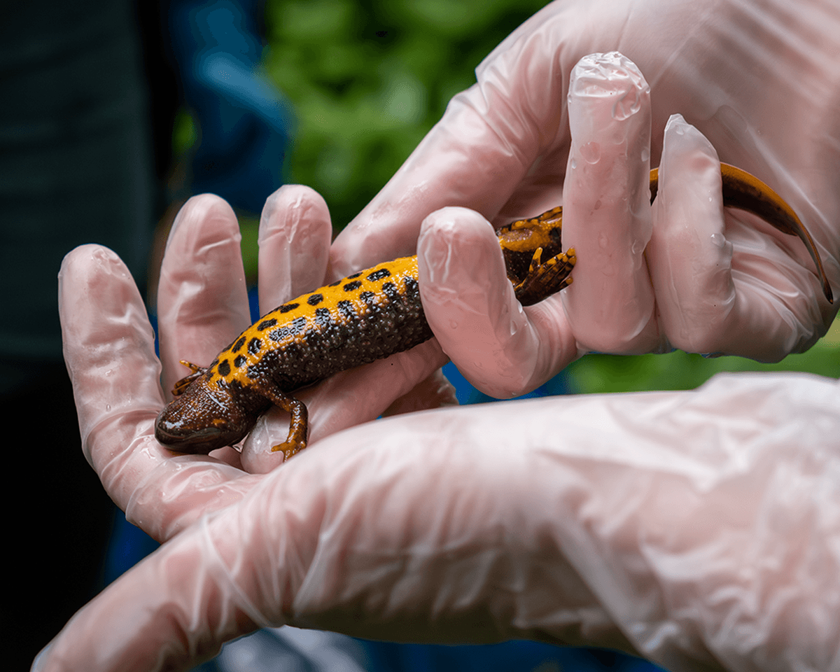 An orange and black spotty great-crested newt being held in gloved hands
