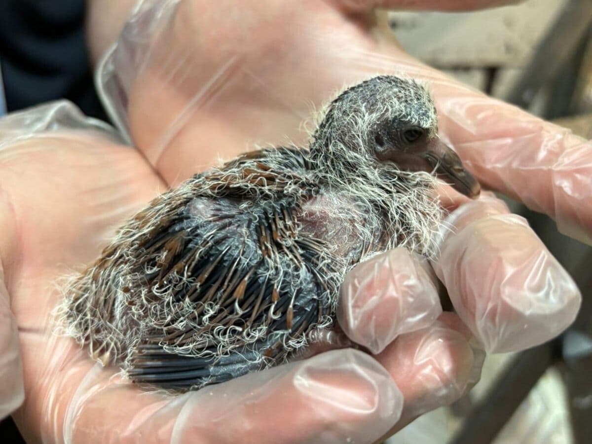 A recently hatched pink pigeon chick being held in gloved hands