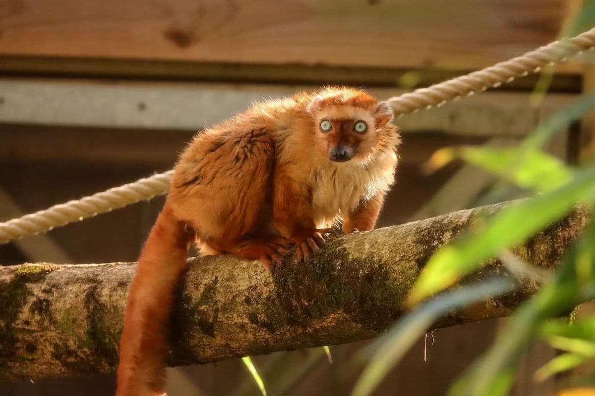 A female blue-eyed black lemur sits on a branch against a wooden fence background