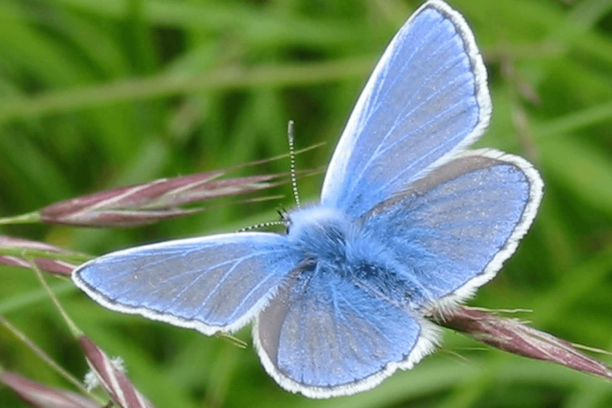 A common blue butterfly resting on a  blade of grass