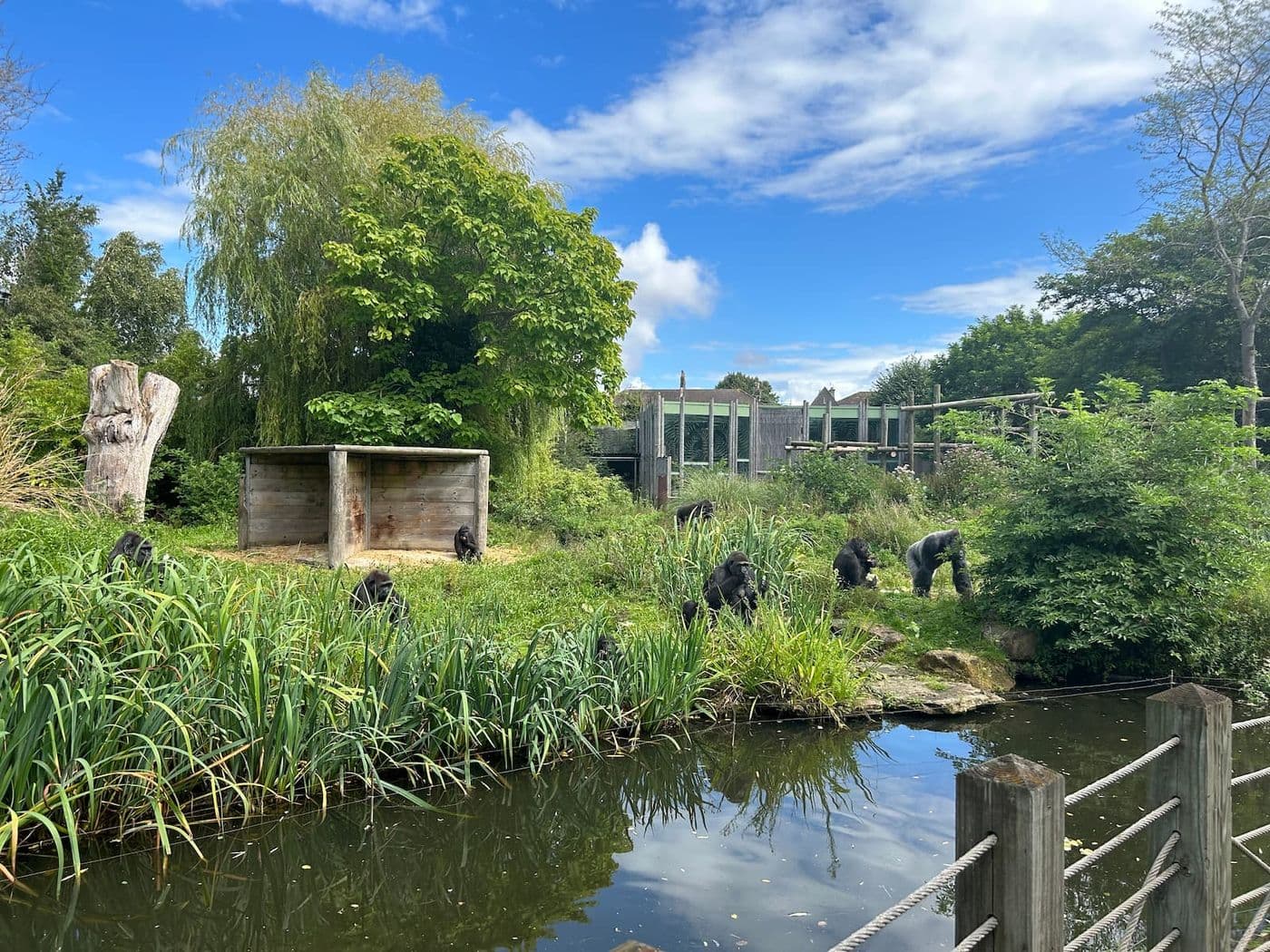 A troop of gorillas on an island full of foliage