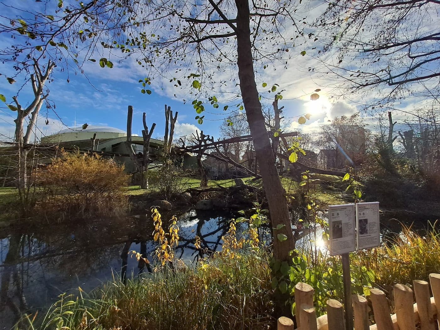 An outdoor zoo habitat showing trees and a moat