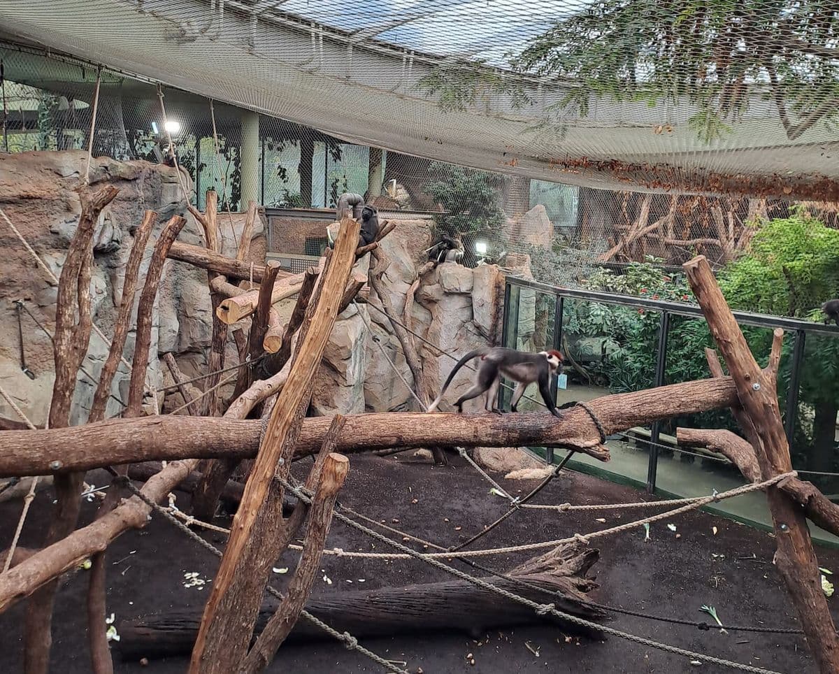 An indoor zoo habitat showing wooden climbing structures, gorillas and mangabeys