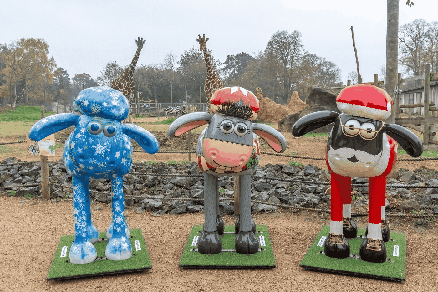 Three sculptures of Shaun the Sheep in different designs are stood in a row in front of a giraffe habitat