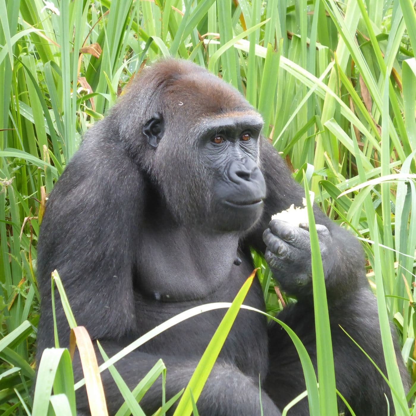 A female gorilla sitting in tall grass eating a vegetable