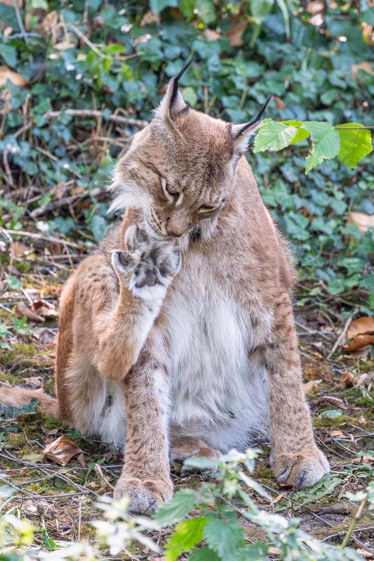 Eurasian lynx seated in leafy forest, grooming its paw with eyes partly closed and distinctive ear tufts visible.