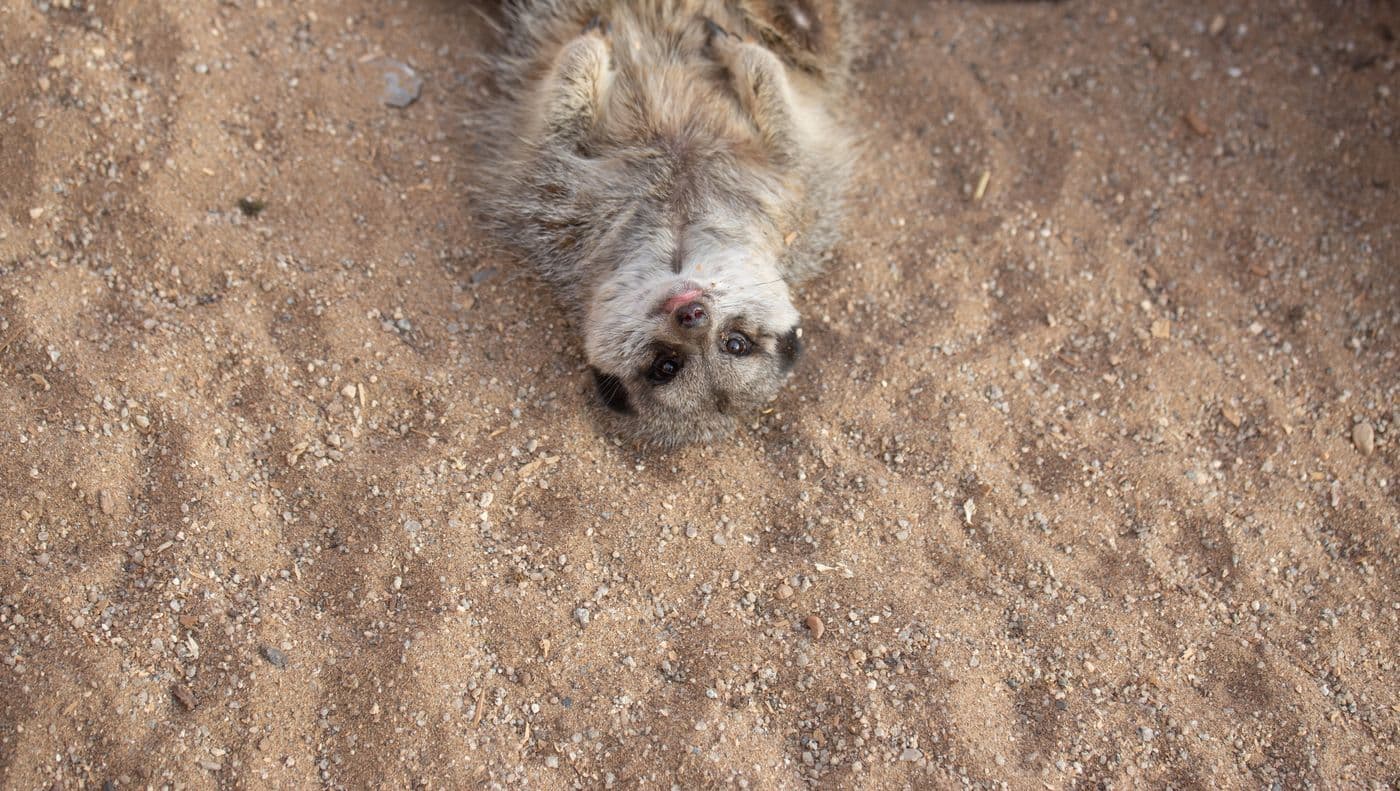A meerkat center frame upside down looking directly at the camera, lying on sandy floor with its tongue out.