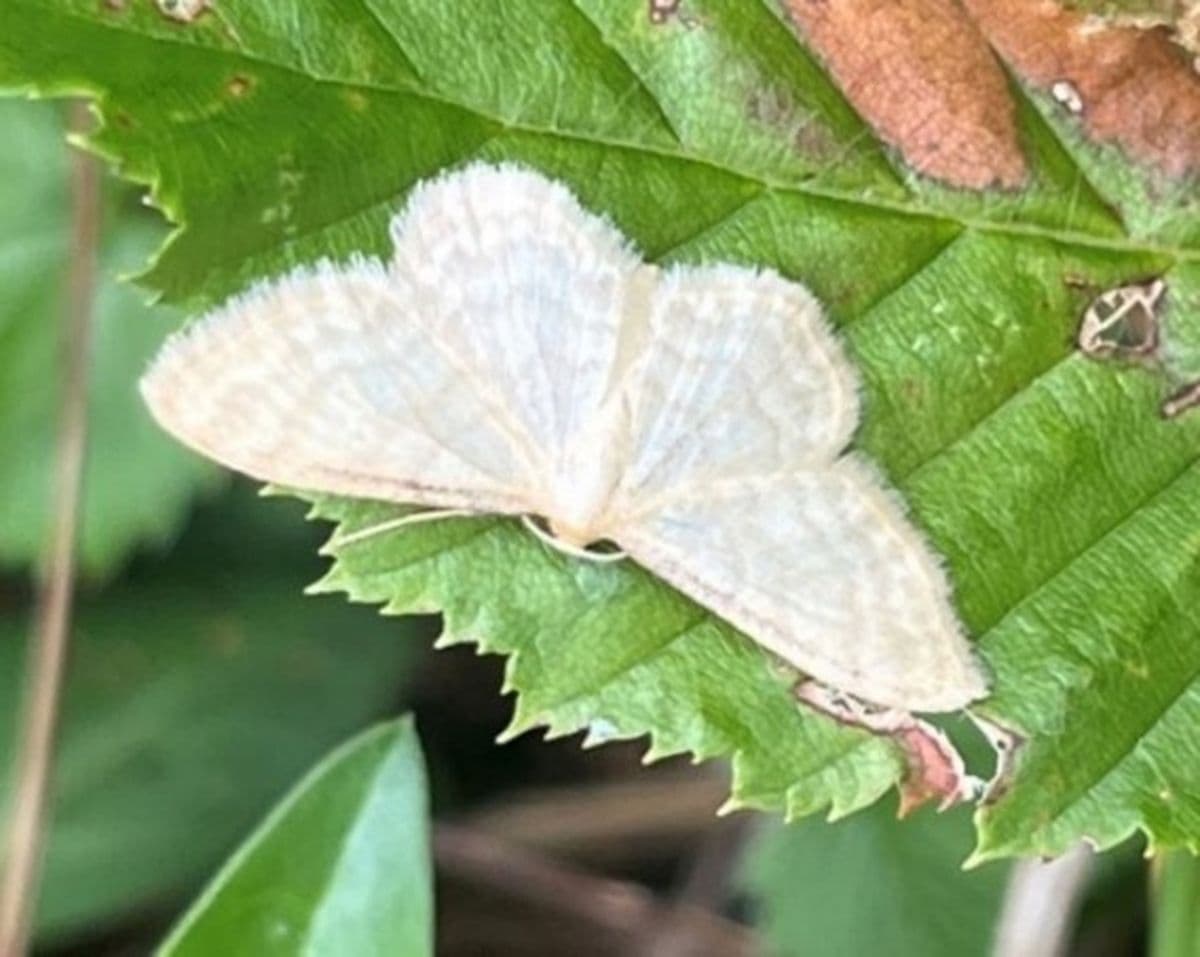 Pale cream moth with outstretched scalloped wings resting on a serrated green leaf