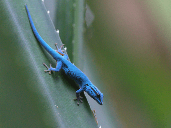 A turquoise dwarf gecko sitting on a leaf