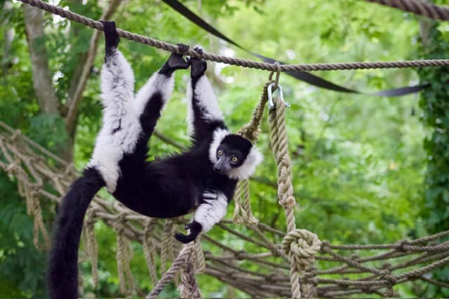 A black and white lemur hanging down from a rope with ropes, hammocks and trees behind it