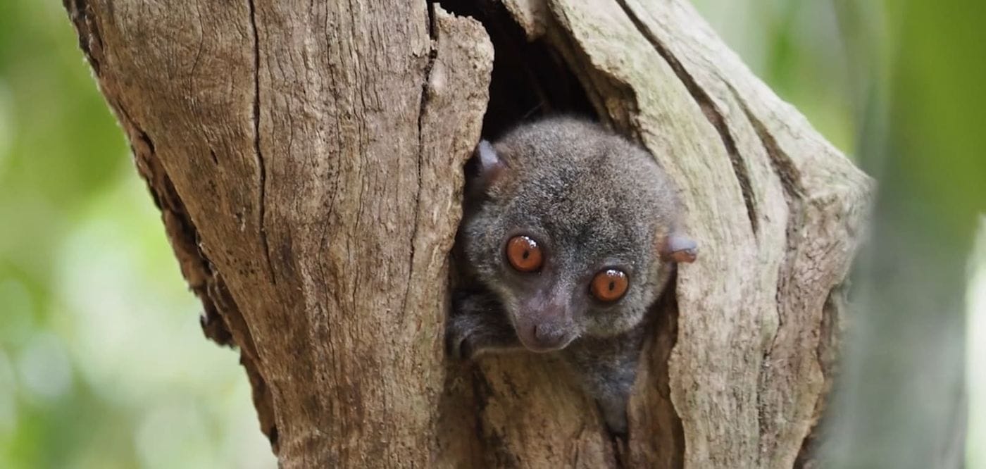 A lemur in a tree looking out.