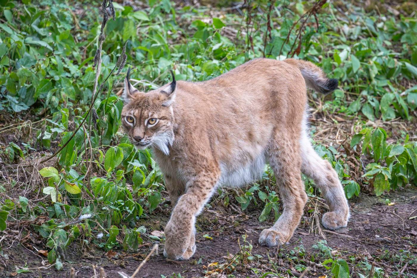 Eurasian lynx walking through low green vegetation, with ear tufts, stubby black-tipped tail and thick tawny fur.