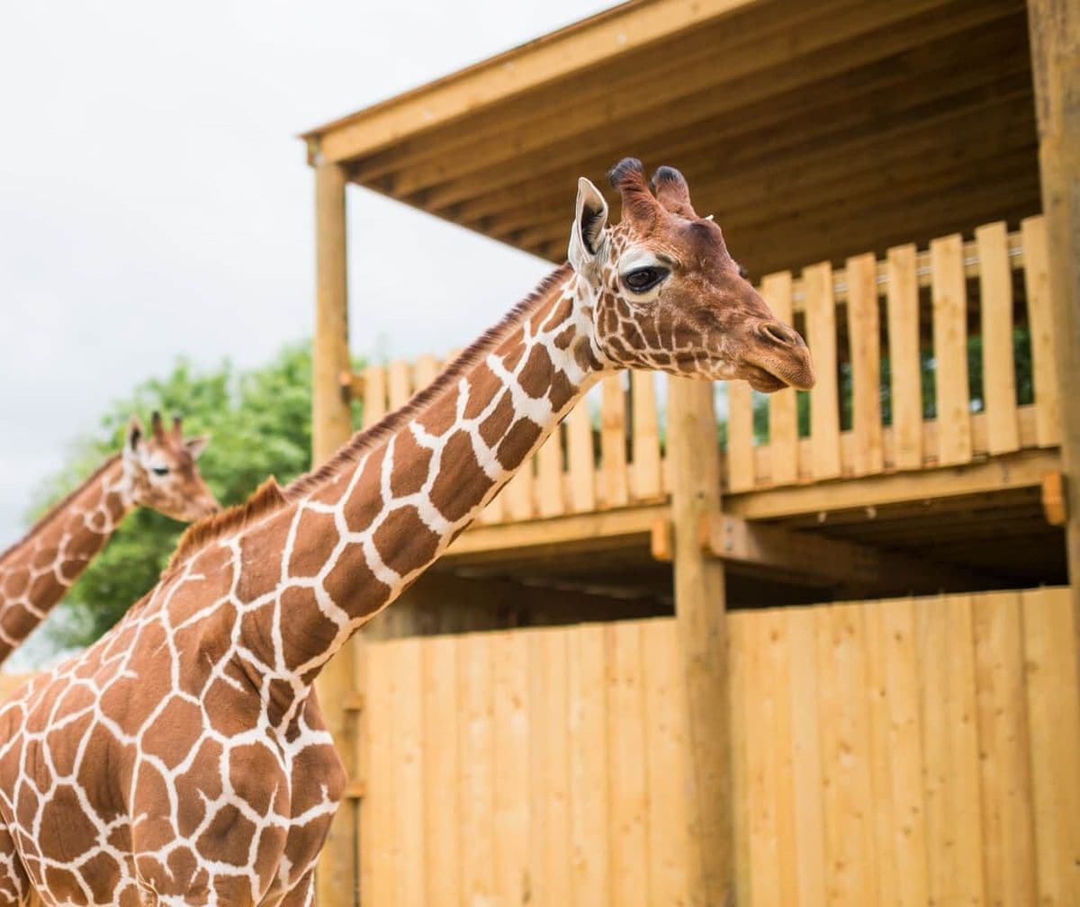 Giraffes standing in front of a wooden building