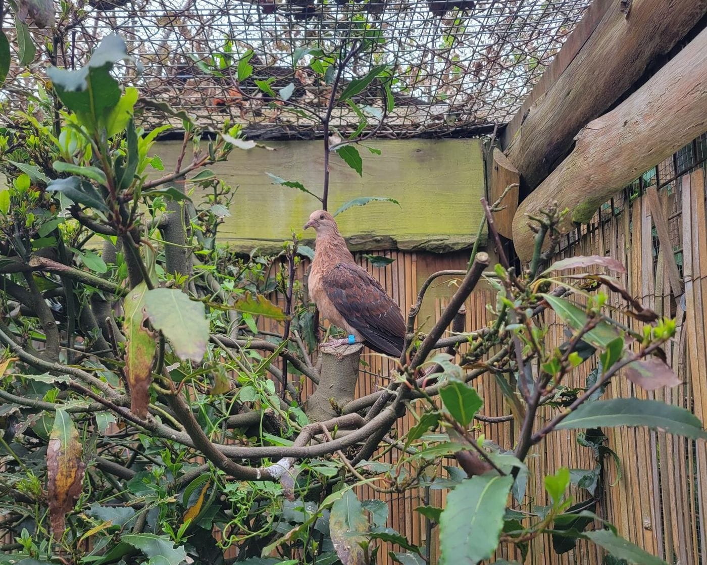 A Mauritian pink pigeon sat on a branch inside an aviary