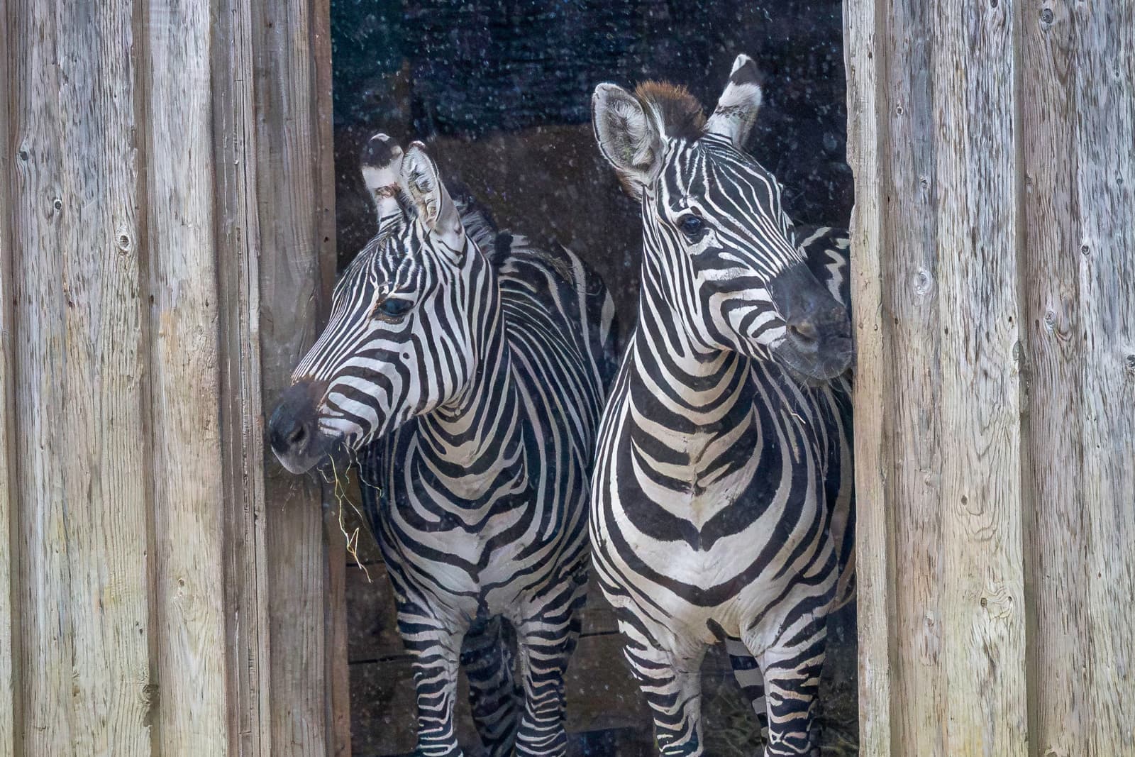 Two zebras stand closely together, peering out from a wooden enclosure, with their black and white stripes prominently visible.