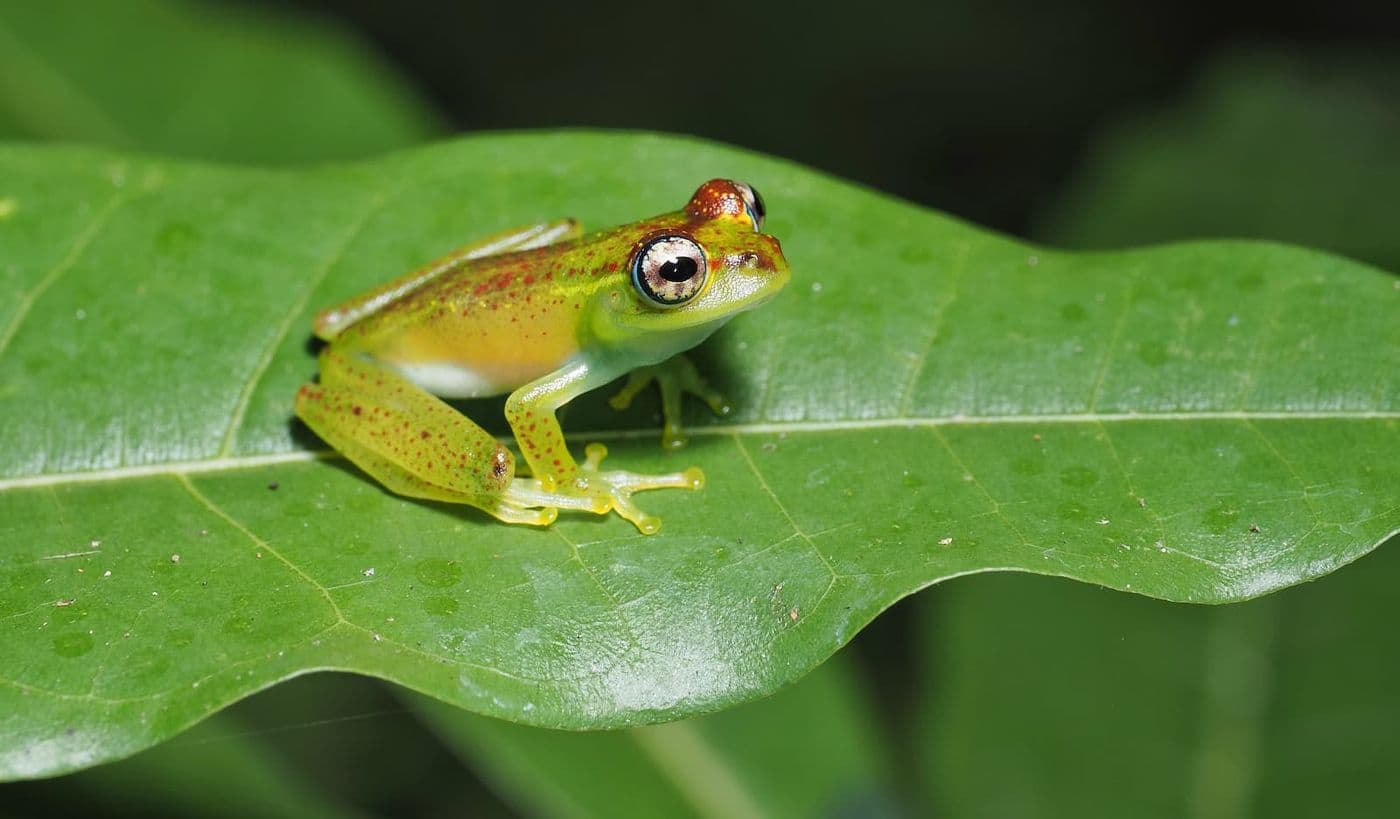 A green frog with red speckles sitting on a leaf