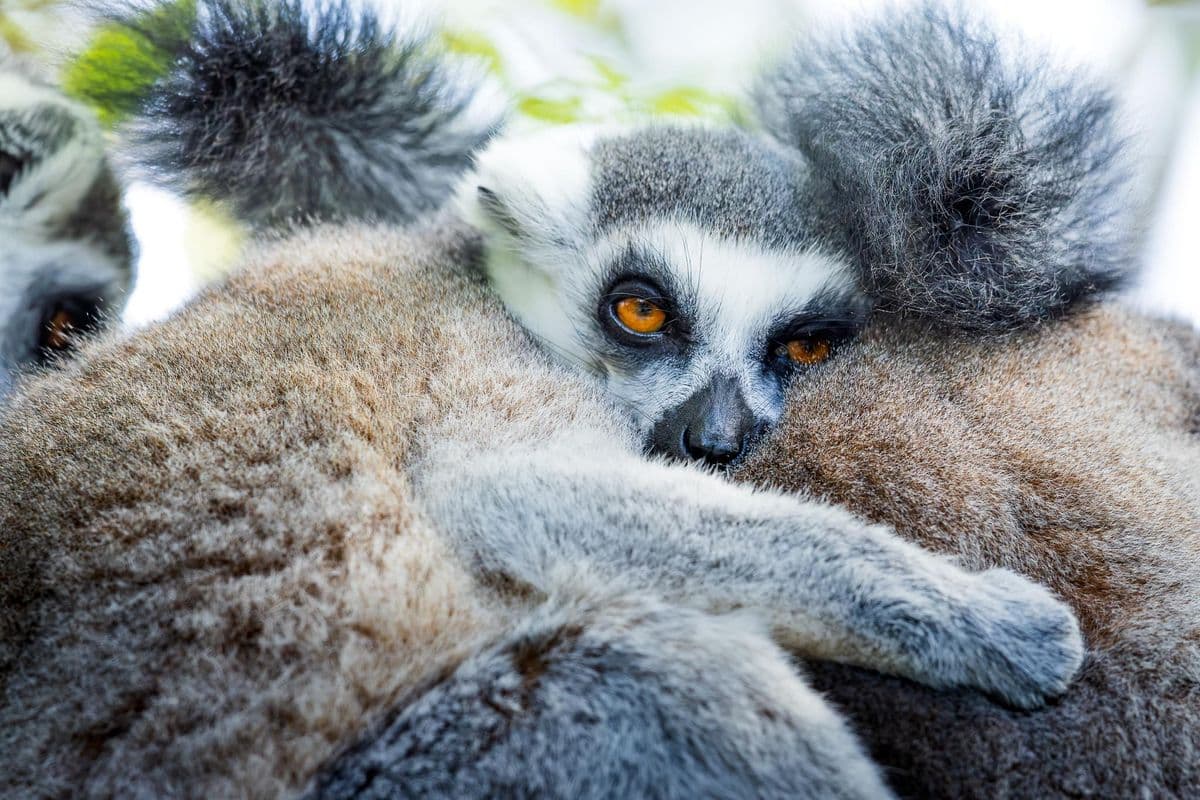 A group of ring-tailed lemurs huddled up together